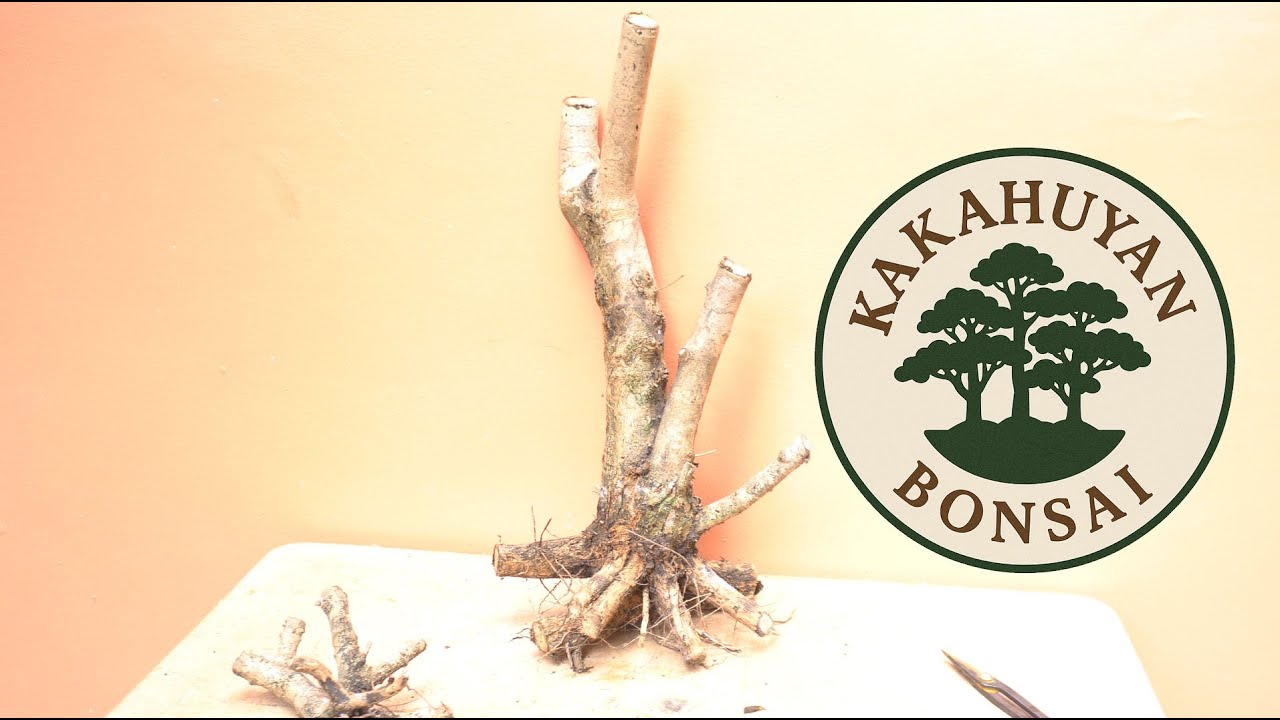 New Yamadori Tugas Bonsai! Vitex Parviflora #3 & #4 – Triple & Double Trunk Medium Bonsai