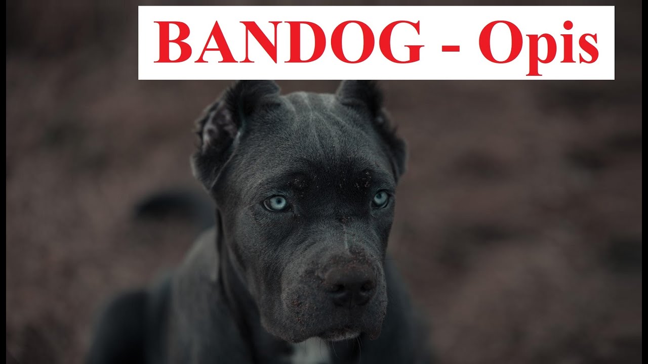 BANDOG - OPIS