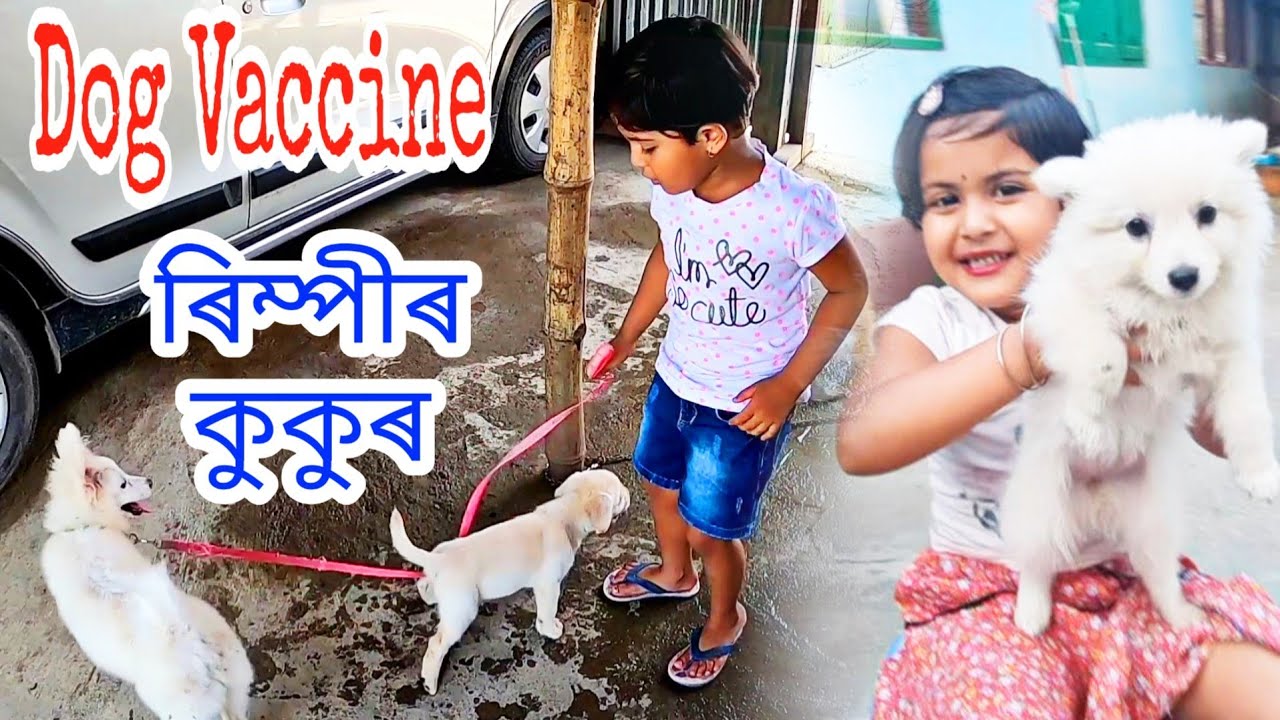 Dog Vaccination , ৰিম্পীৰ কুকুৰক বেজি দিলো , Telsura Video , Suven Kai Vlog