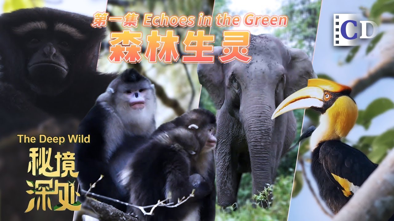 Inside China’s Forests: Where Wild Lives Begin | China Documentary