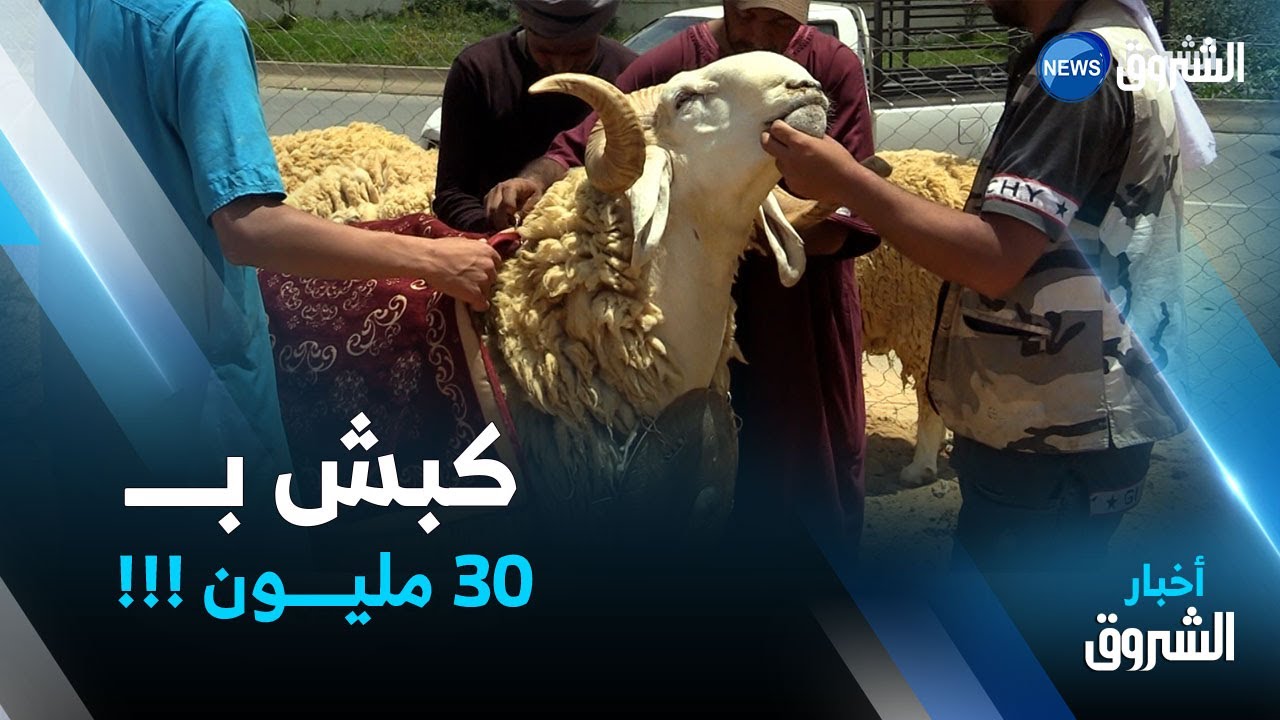 أضاحي VIP من سلالة الرمبي .. 180 كلغ بــ 30 مليون سنتيم .. كباش تغري أصحاب المال