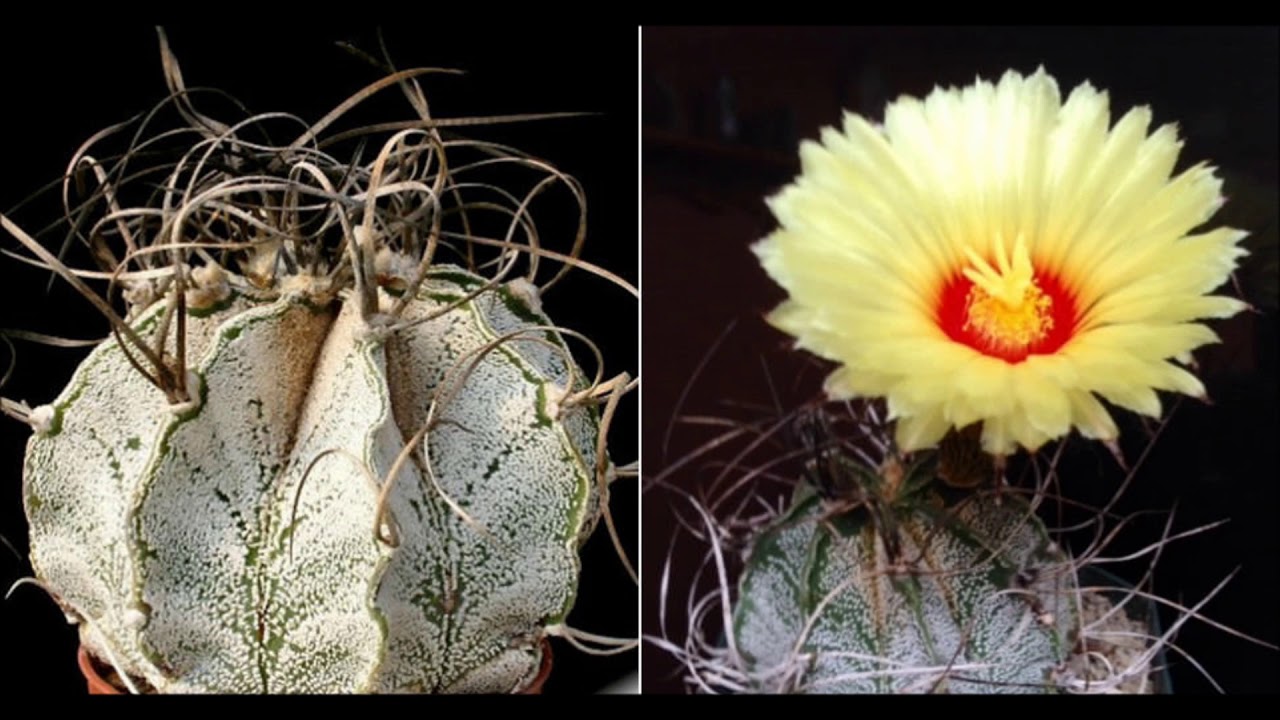 astrophytum capricorne