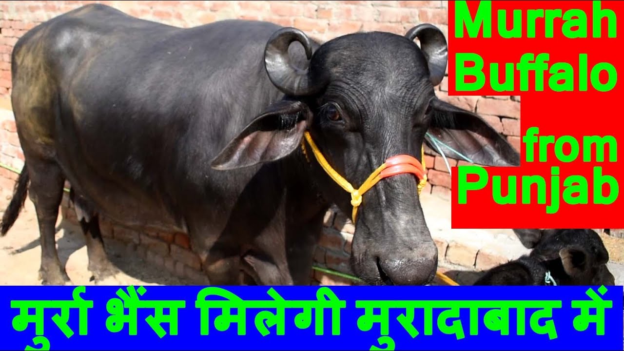 पंजाब की मुर्रा भैंस मिलेगी मुरादाबाद में | Murrah buffalo available in Moradabad Uttar Pradesh