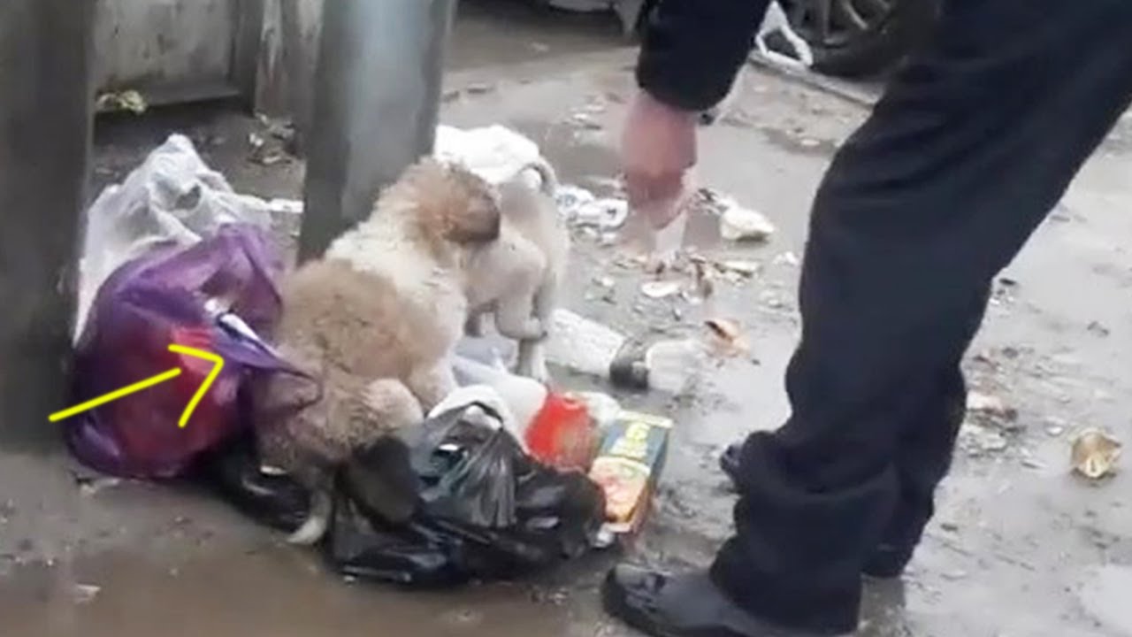 Run after two puppies, they were surprised when strangers cared about them