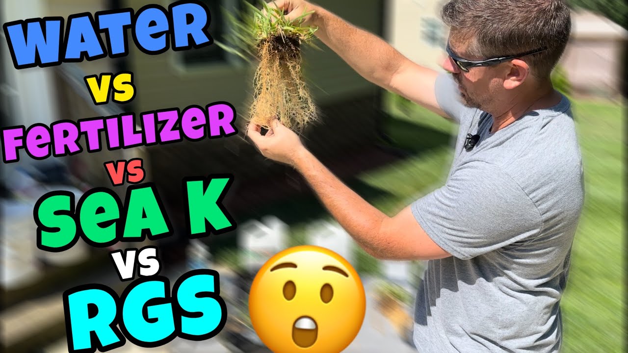 Root Growth Testing! - St Augustine Plugs // Who Wins??
