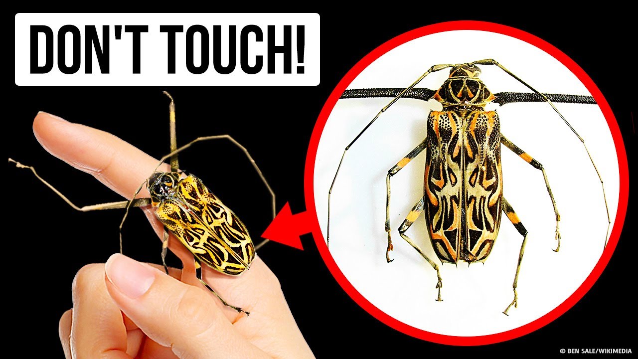 If You Touch This Beetle, You'll Regret It Instantly