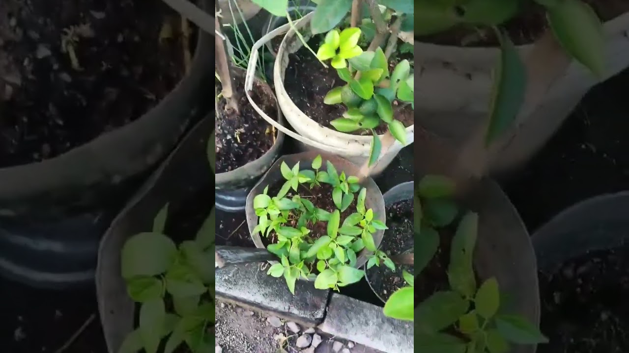 Ujannya udh reda, liat tanaman, ad yg tumbang jg karna diguyur ujan terus#gardening#hobi#🥰💪