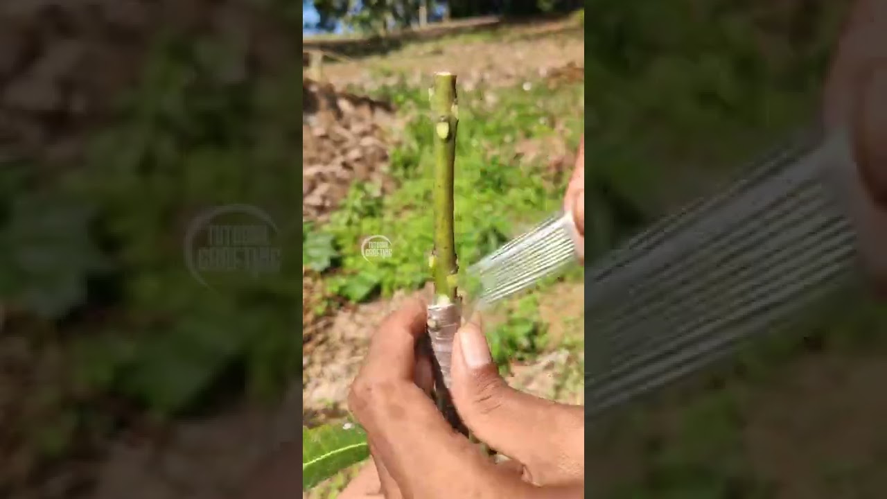 Easy and Simple way of Grafting Mango