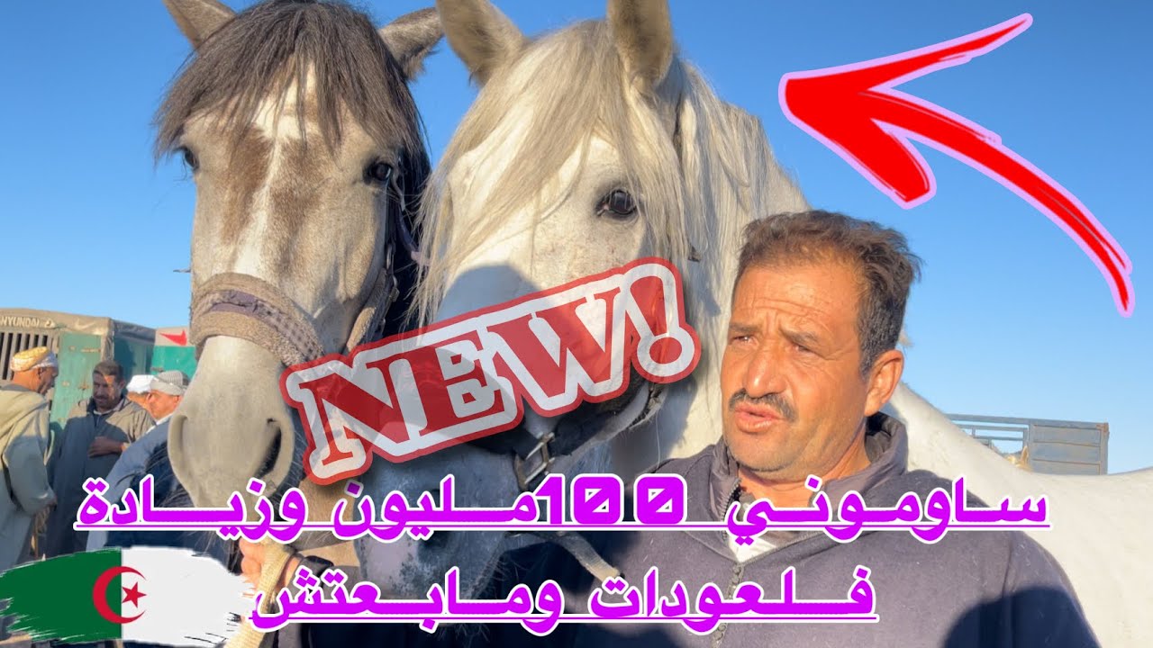 زوج عودات عطاوني فيهم 100 مليووون و .. ومابعتهمش ا سوق الخيول سيدي بلعباس  قناة دنيا تعود بعد الغياب