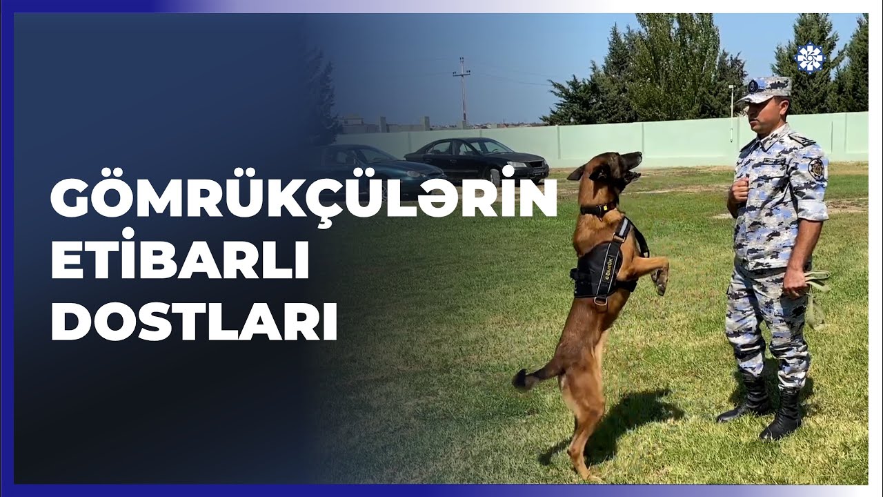 Təhlükədən xəbər verən sədaqətli dostlarımız - DGK-nin Kinoloji Mərkəzindən REPORTAJ