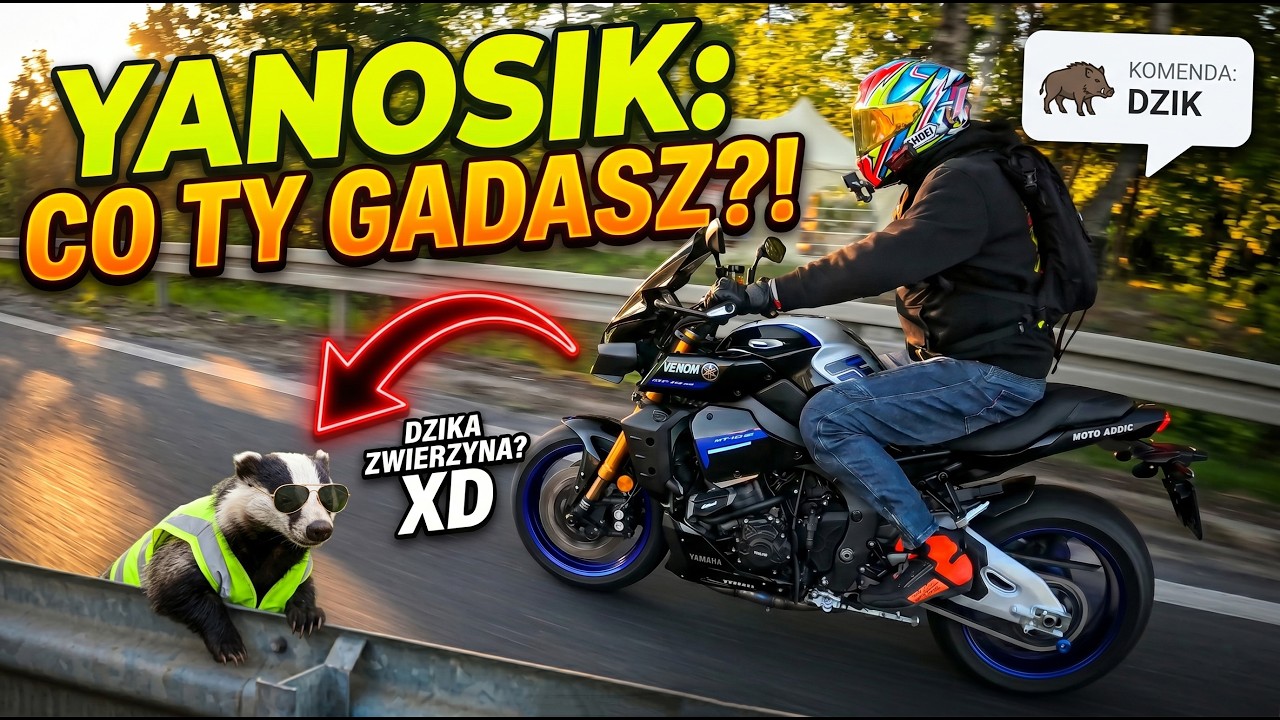Ciepło się zaczyna, wychodzi na drogi dzika zwierzyna 🤣