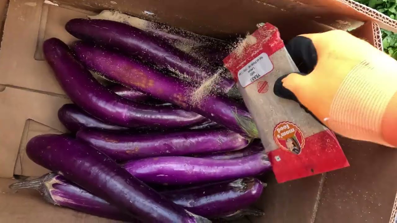 Dumpster Diving SUPER JACKPOT! Mga gulay at prutas na tyempuhan din sa basurahan (UnEdited)