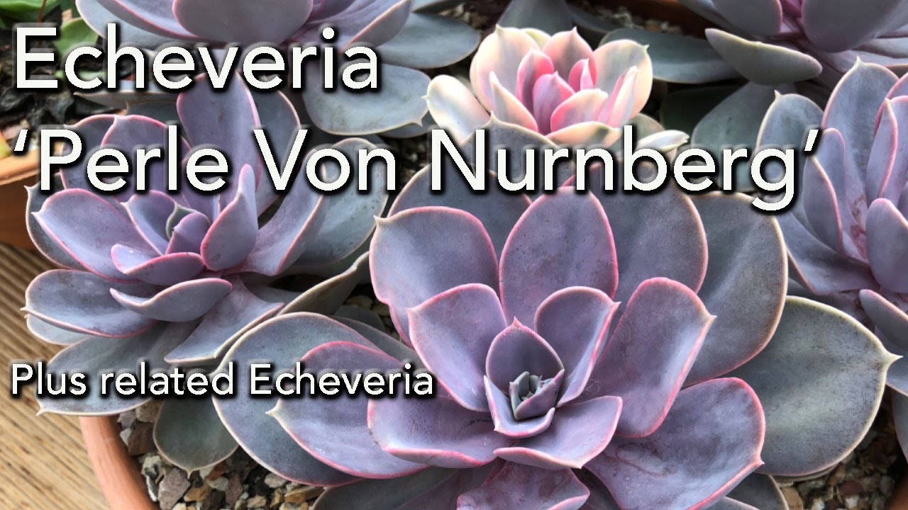 Echeveria 'Perle von Nurnberg' - PVN - Уход, размножение и родственники.