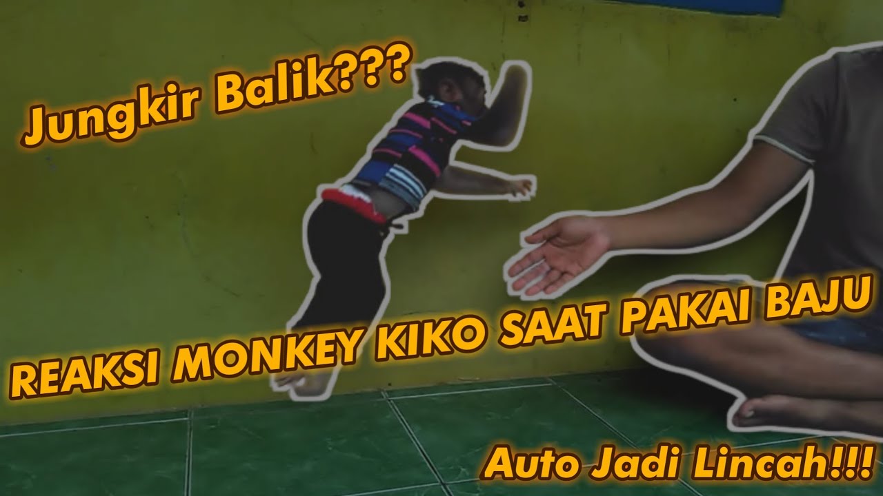 Beginilah Cara Mendidik Monyet Beruk Agar Terbiasa Memakai Baju Dan Celana Biar Tidak Di Lepas