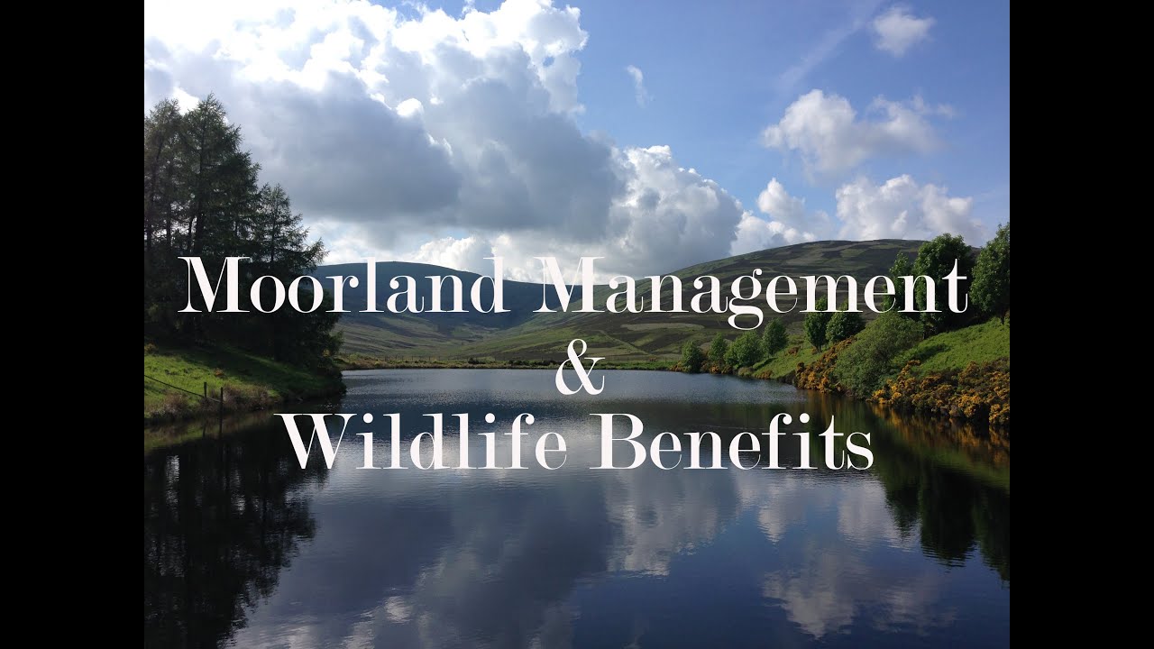 Moorland Management - what it is and how does it benefit wildlife in Scotland?