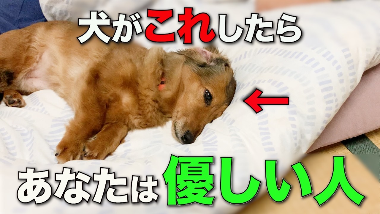 優しい人に育てられた犬だけが見せる仕草6選【徹底解説】