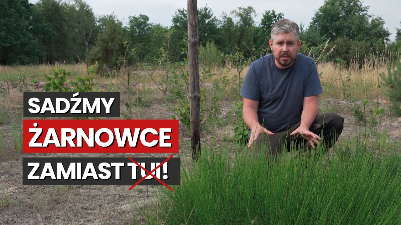 Żarnowiec miotlasty w ogrodzie leśnym