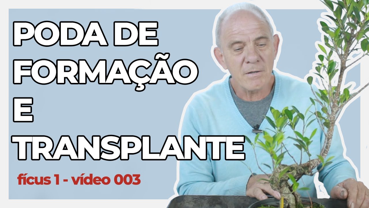 PODA DE ESTILIZAÇÃO DE UM PRÉ BONSAI DE FIGUEIRA | Fícus Microcarpa 1 | Vídeo 3