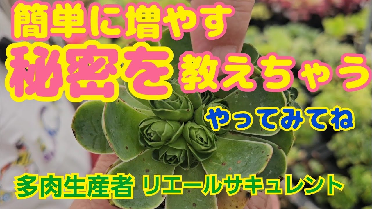 【多肉植物】【秘密公開】簡単に増やす秘密を教えちゃう🎵やってみてね🎵2026年2月11日