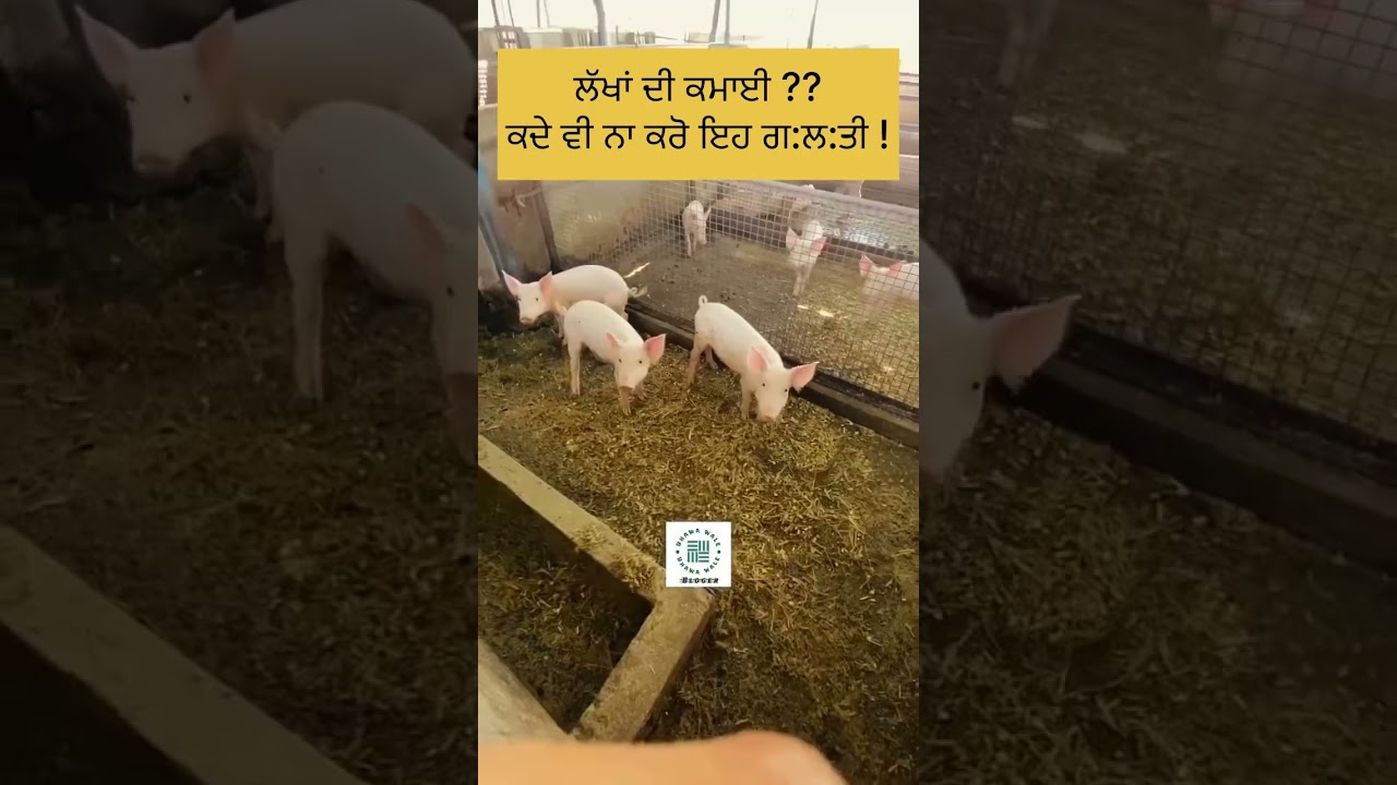 #pigfarmer #pigfarming #agriculture #punjabi #haryana #jatt #kisan #khetibadi #india #punjab #PAU