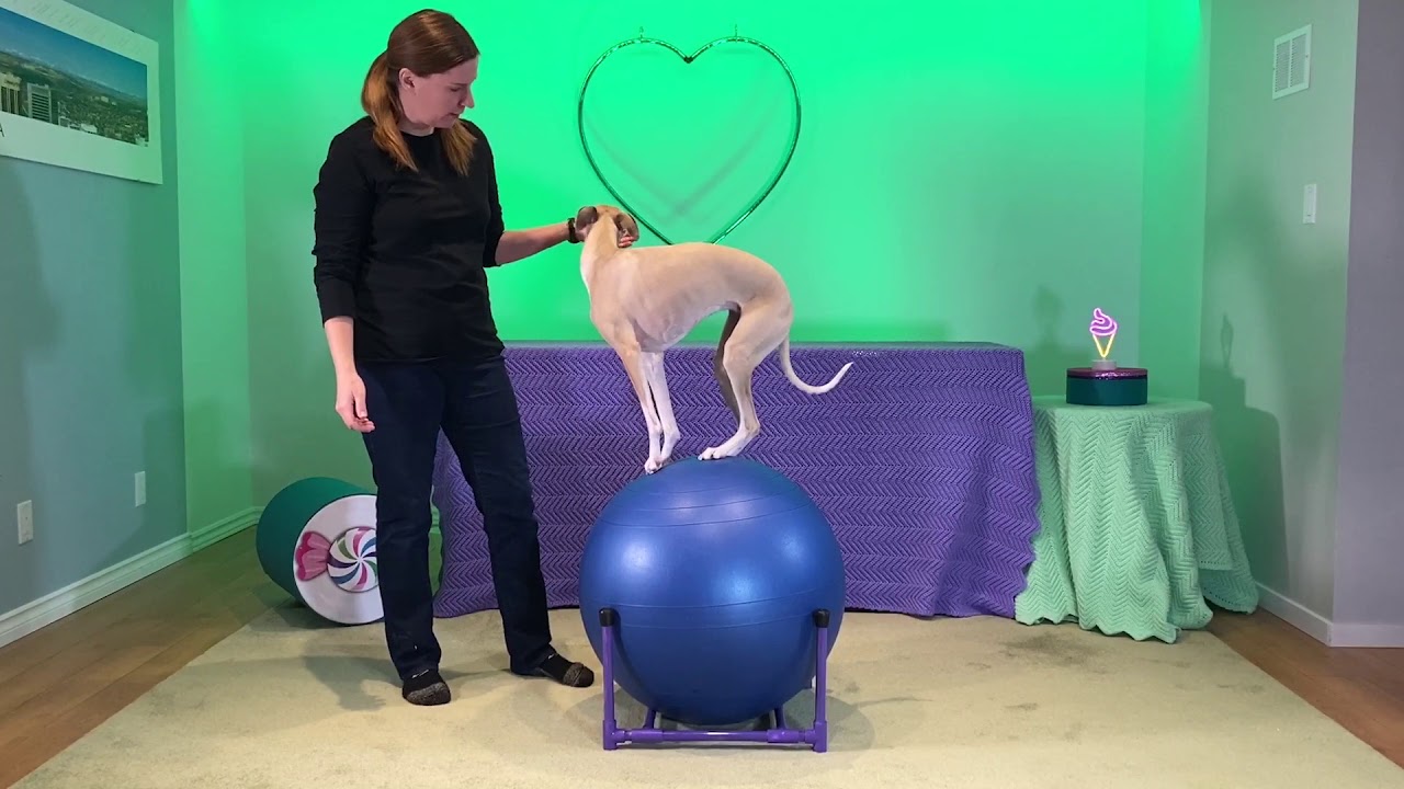 Trick Dog - Balance on a Ball