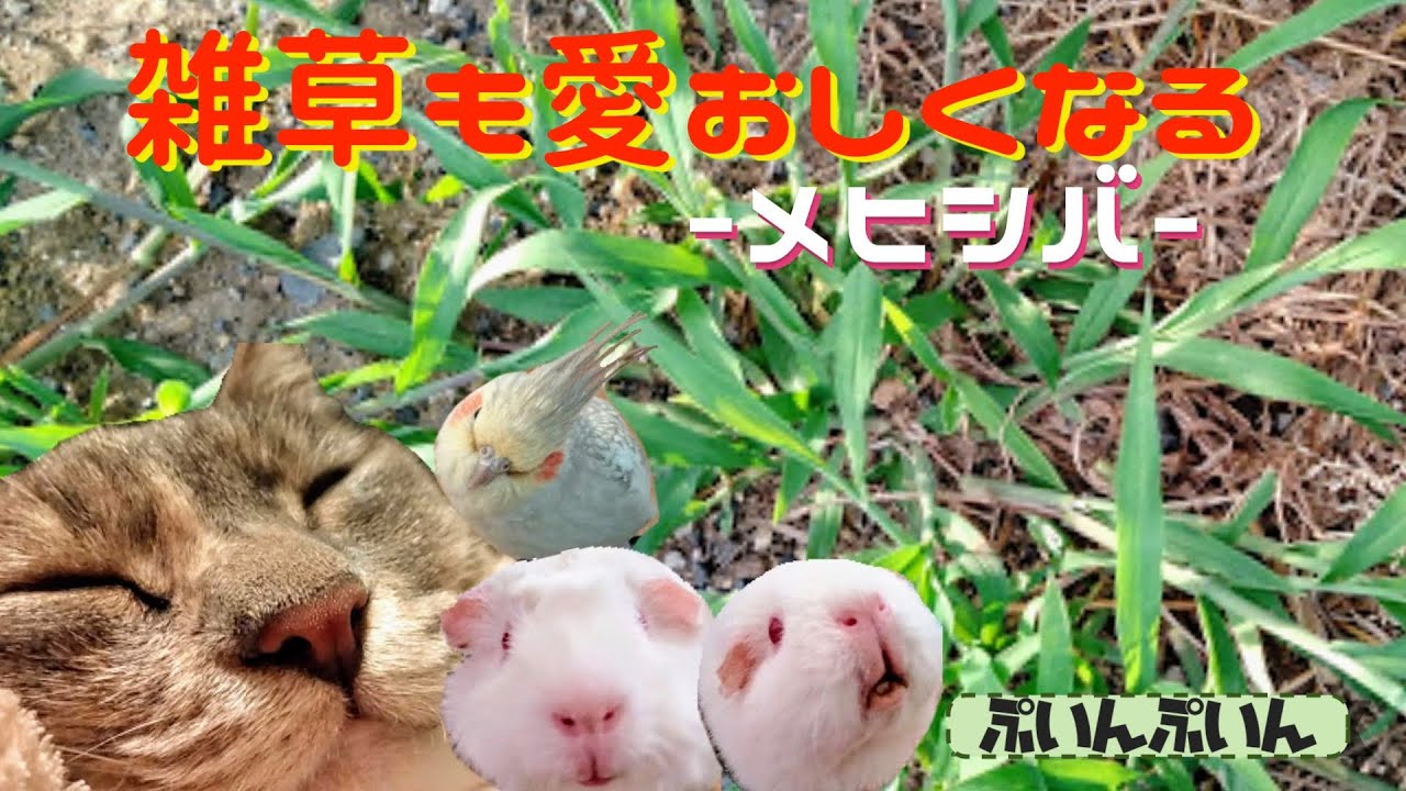 夏の雑草メヒシバを活用しよう！草刈りついでに収穫して楽しい雑草ライフ！ネコもインコもモルモットも♪ ぷいんぷいんとゆかいななかまたち040