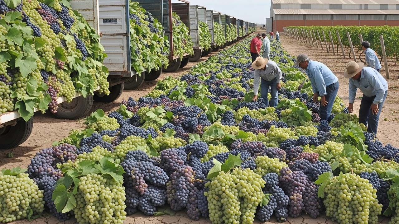 Você Não Vai Acreditar — O Incrível Processo Por Trás de Bilhões de Uvas Diárias