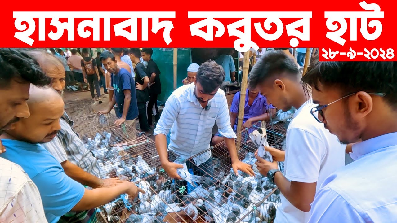 হাসনাবাদ কবুতর হাট ২৮-৯-২০২৪ || kobutor hat 2024 || bangladesh pigeon market || Hasnabad kobutor hat