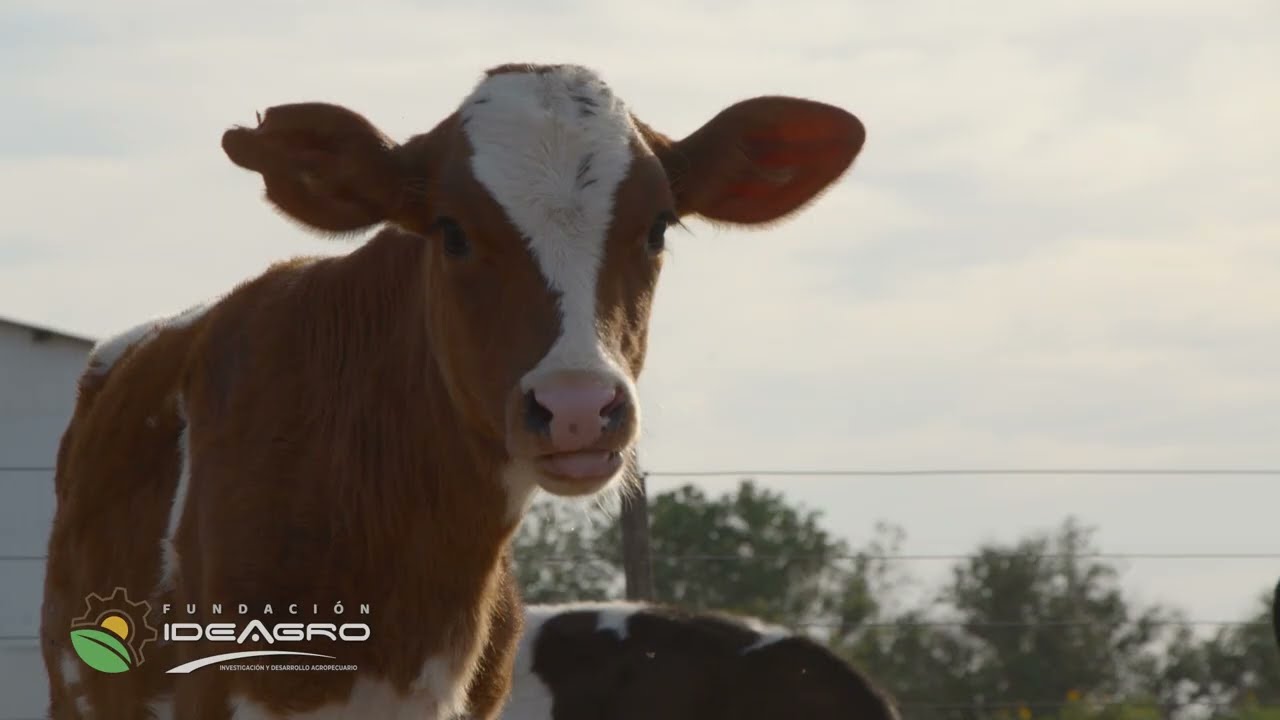 Manejo de la Ternera Recién Nacida, Dr. Rudolf Klassen / Videos Técnicos de Lechería Capítulo 2
