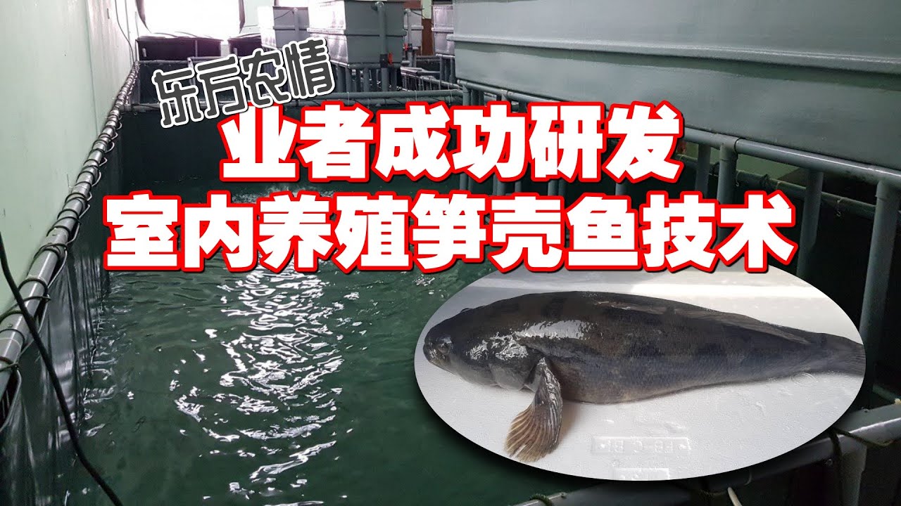 【农情】业者成功研发室内养殖笋壳鱼技术