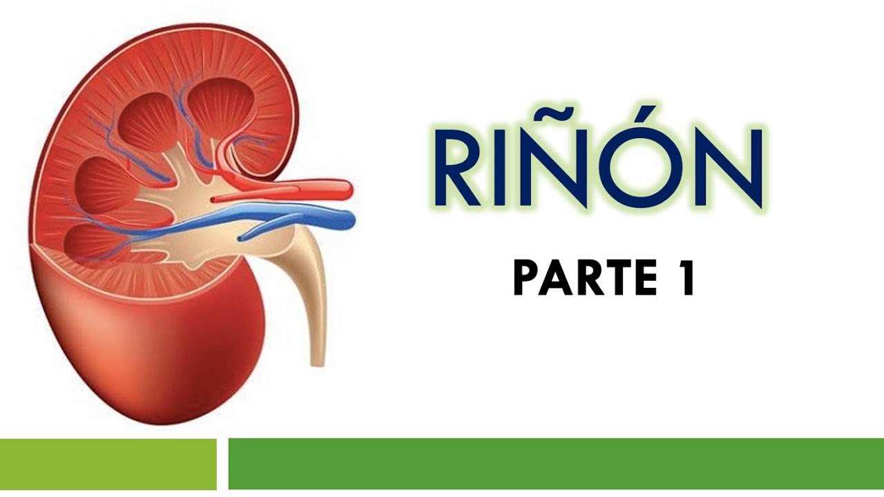 HISTOLOGÍA y ANATOMÍA del RIÑÓN  | Parte 1