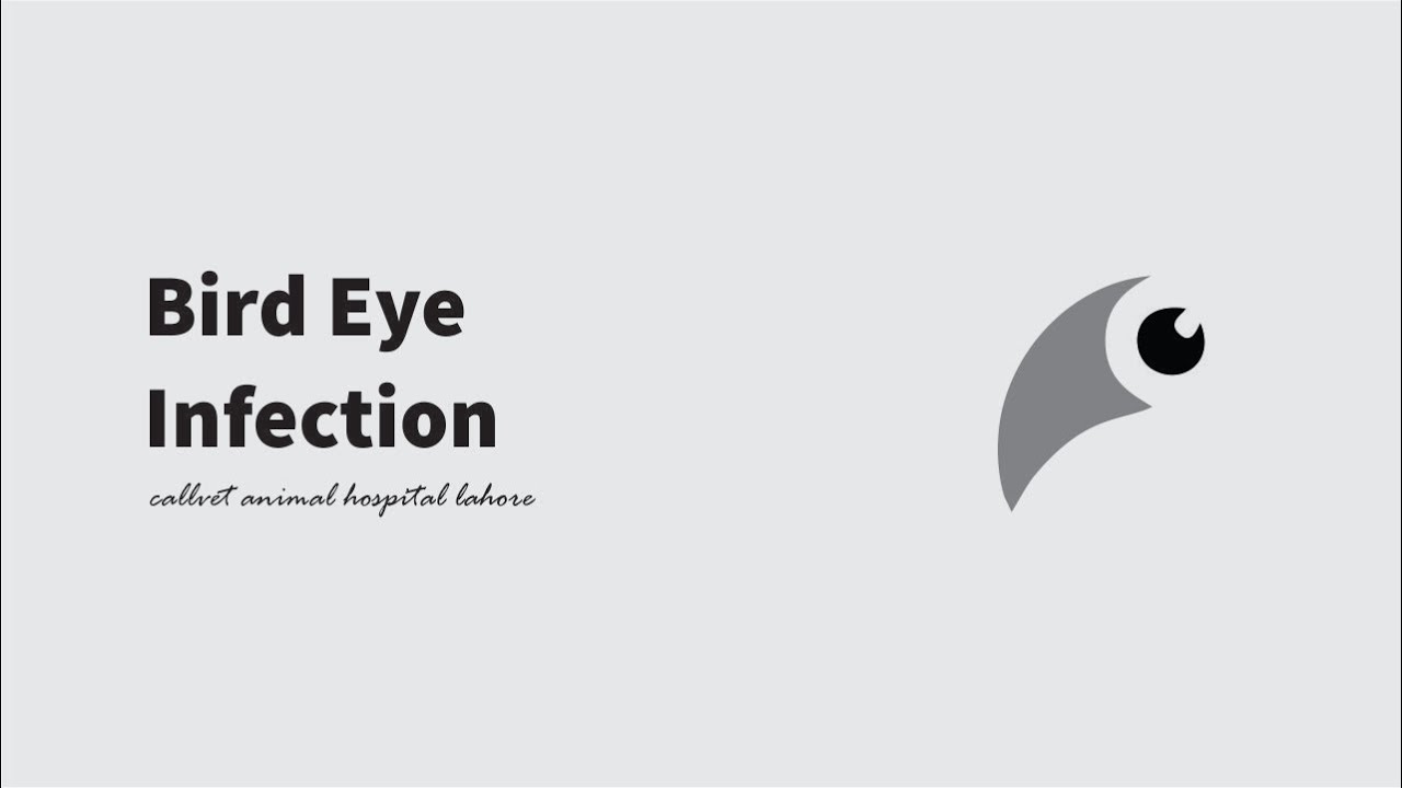 Bird Eyes Infection
