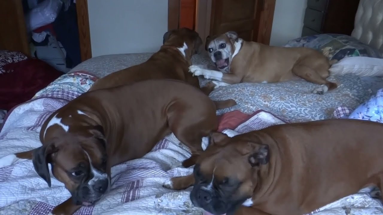 Boxer dog sisters play on the bed Gertrude and Elsie Cierra and Bowling #boxerdog #dogsplaying #dogs