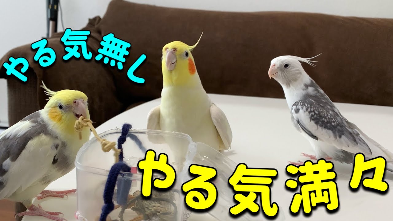 オカメ行進よりもっと遊びたいぶっちゃんvol.440#cockatiel#オカメインコ