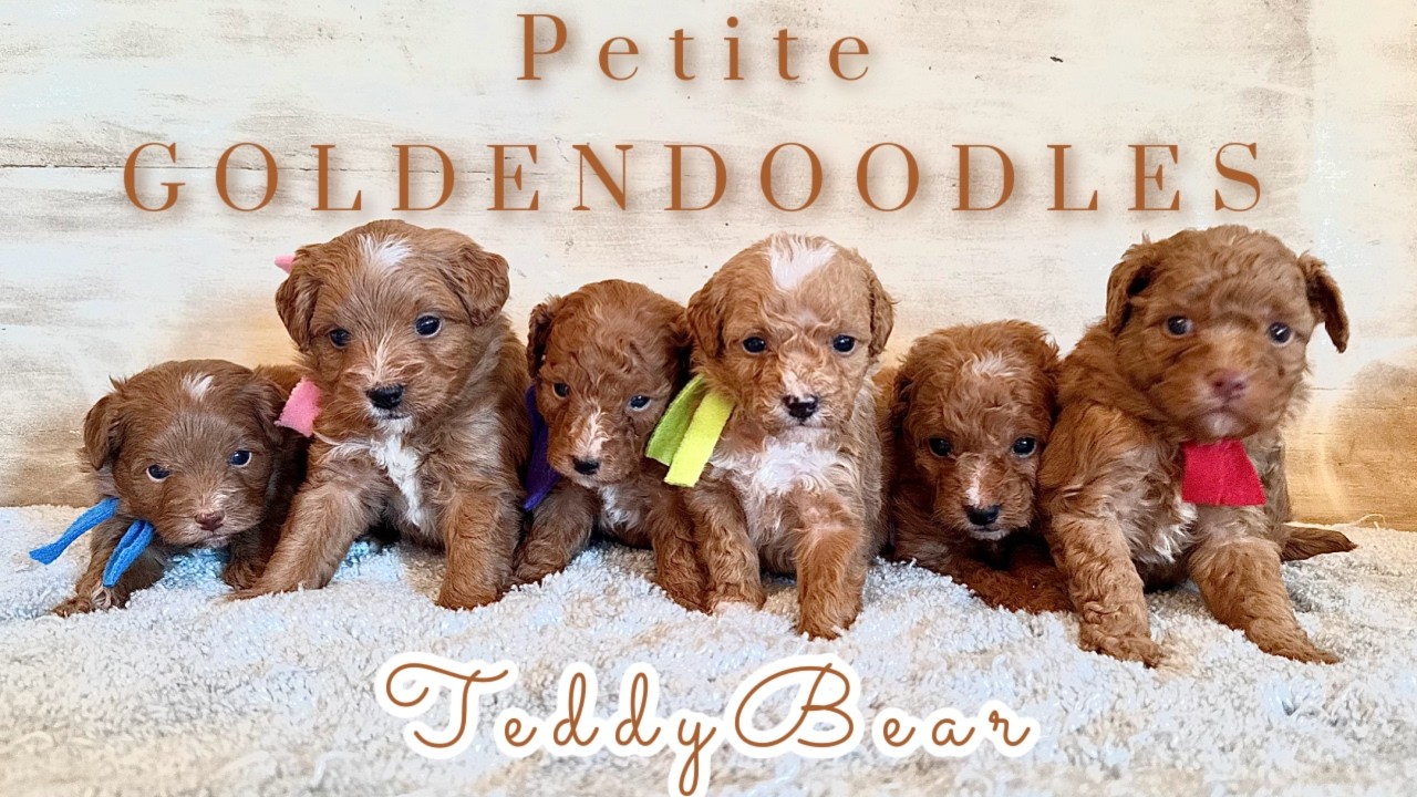 Petite TeddyBear Goldendoodles || Betty & Jack || Week 4 || #DallasGoldendoodleBreeder #puppy 