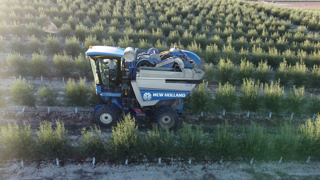 Recolección de aceitunas en seto variedad arbequina, cosechadora New Holland 9090 olive plus
