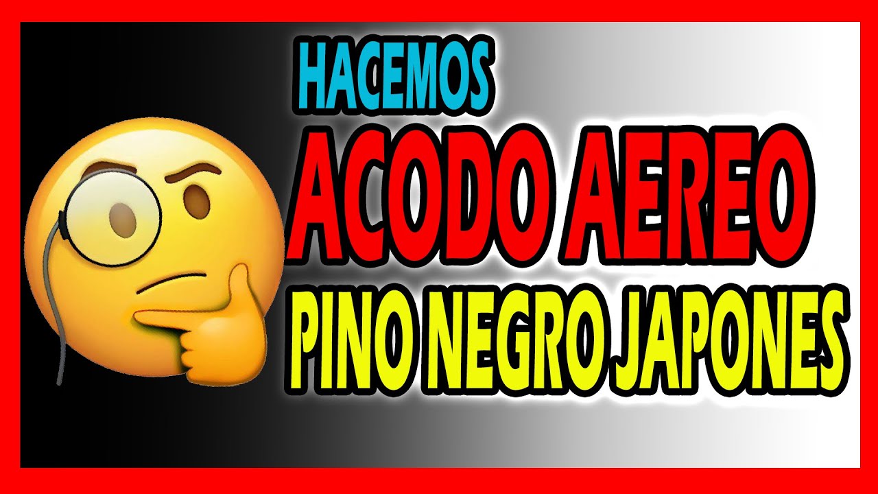 como hacer #ACODO en #BONSAI #PINO negro (kuromatsu) FACIL y PASO A PASO!! #AIR LAYERING black pine!