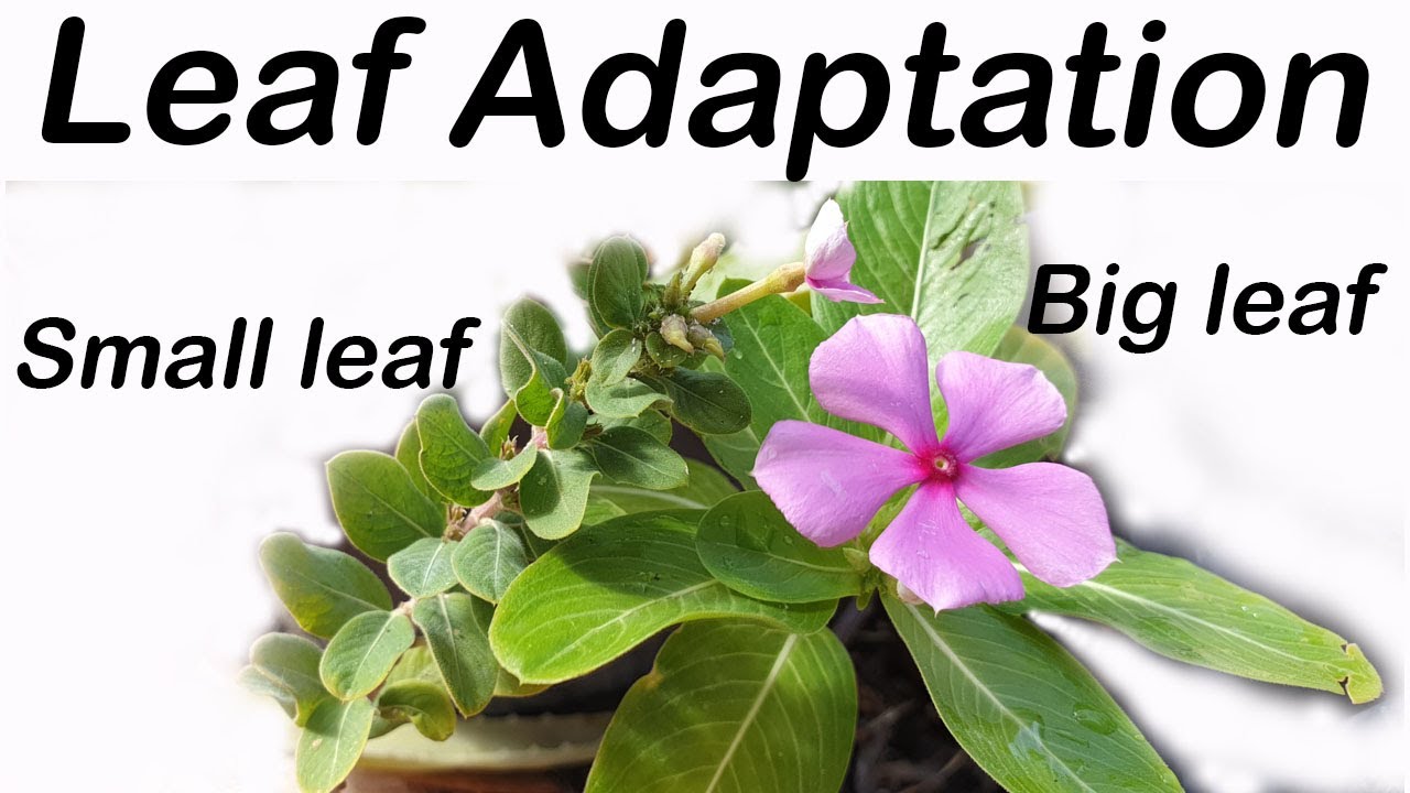 Temperature effect on leaf size | This is why your plant leaves are small