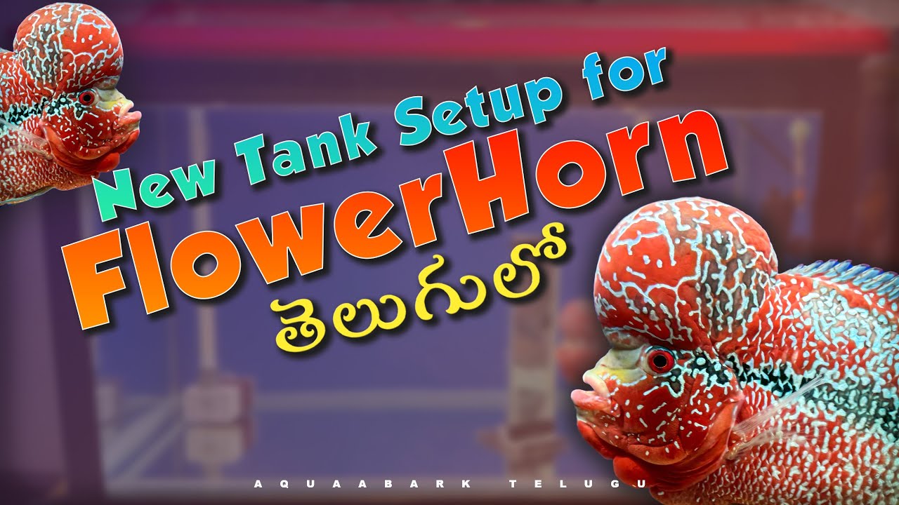 New FlowerHorn Tank Setup || FLOWERHORN || AQUAABARK || TELUGU