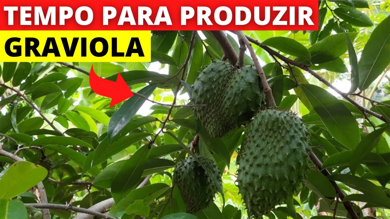 Quanto tempo demora para um pé de graviola dar frutos