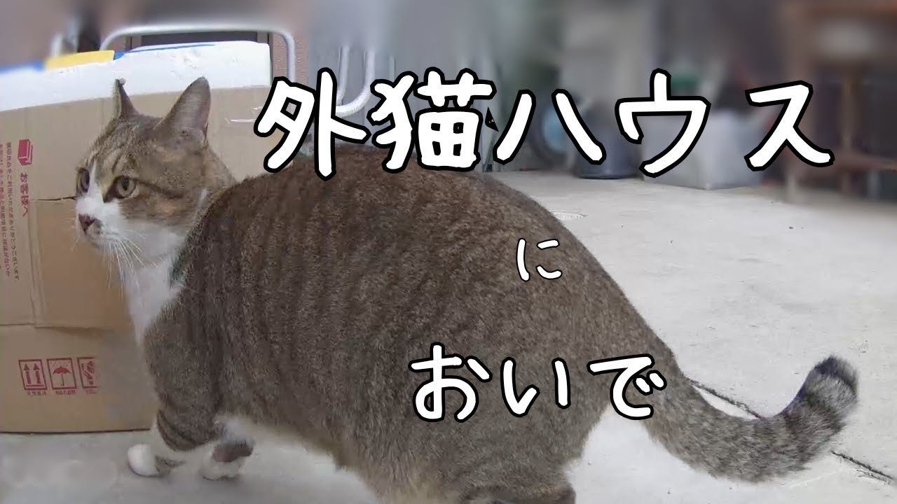 【外猫ハウス】寒い季節がやってきたので外にハウスをおいてみた