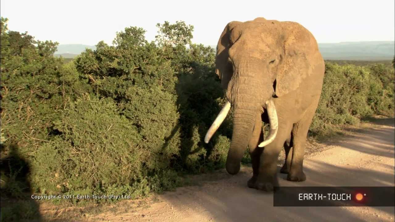 Zebras fight & a baby elephant slips and slides in the mud