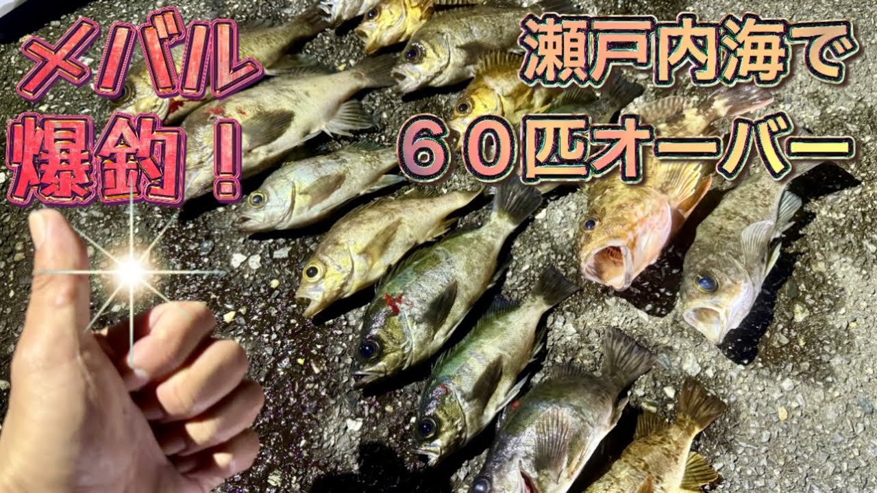 【爆釣】入団を賭けてメバル釣りバトルをしたら&hellip;最高の展開に！