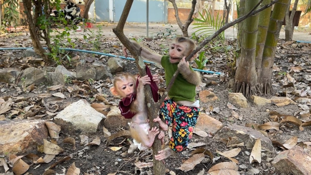 Please Becareful Poor Selena & Ronaldo Playful On Tree Without Mom