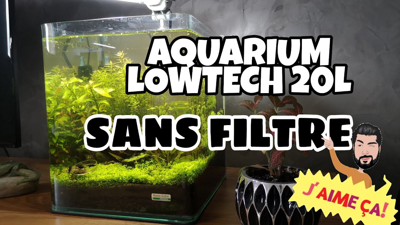 Mon Aquarium nano 20L lowtech SANS FILTRE
