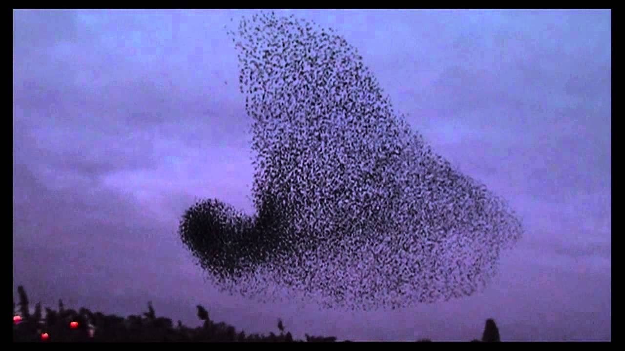 Starlings Murmuration - Starlings at Stortons, England, part 1 