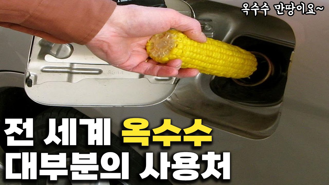 그 많은 옥수수는 다 어디에 쓸까