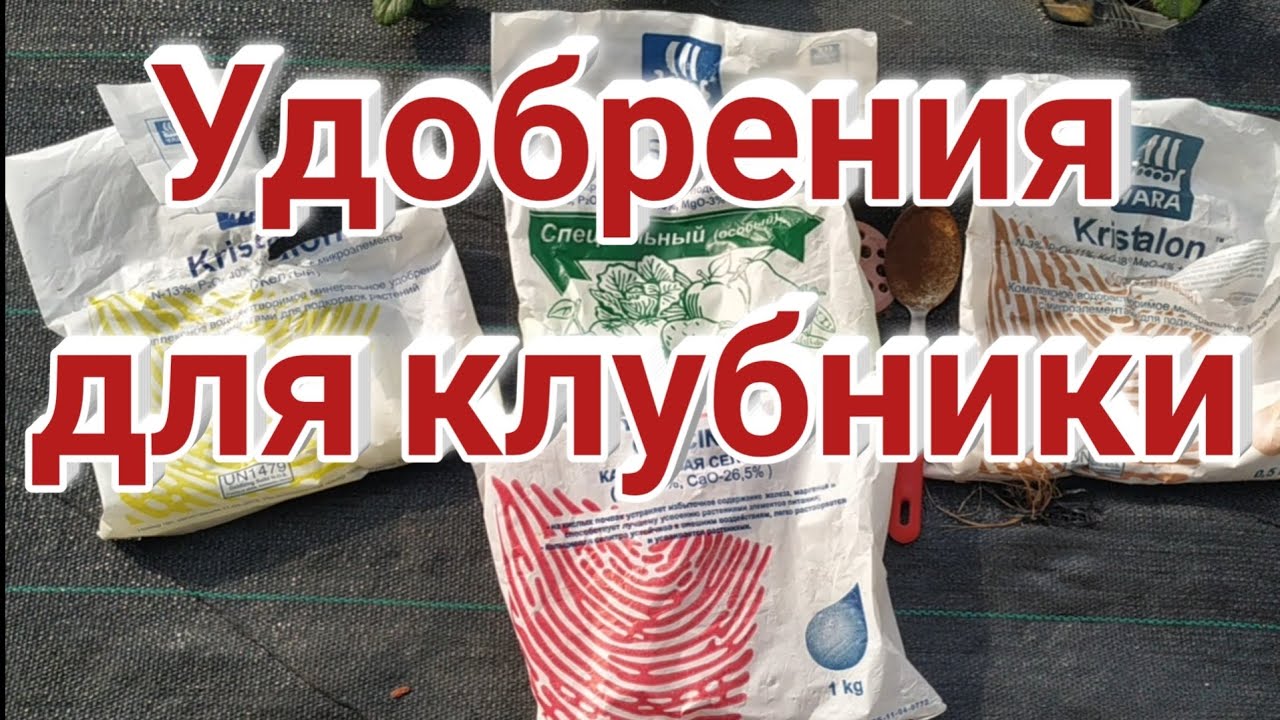 Удобрения для клубники. Что использовать и когда? Belklubnika.by