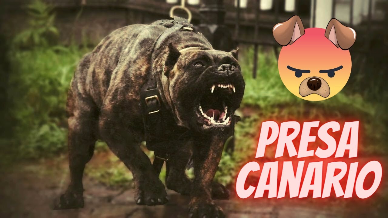 Most dangerous dog Attack in the World (Peru de Presa Canario Peru) Universe unique animals