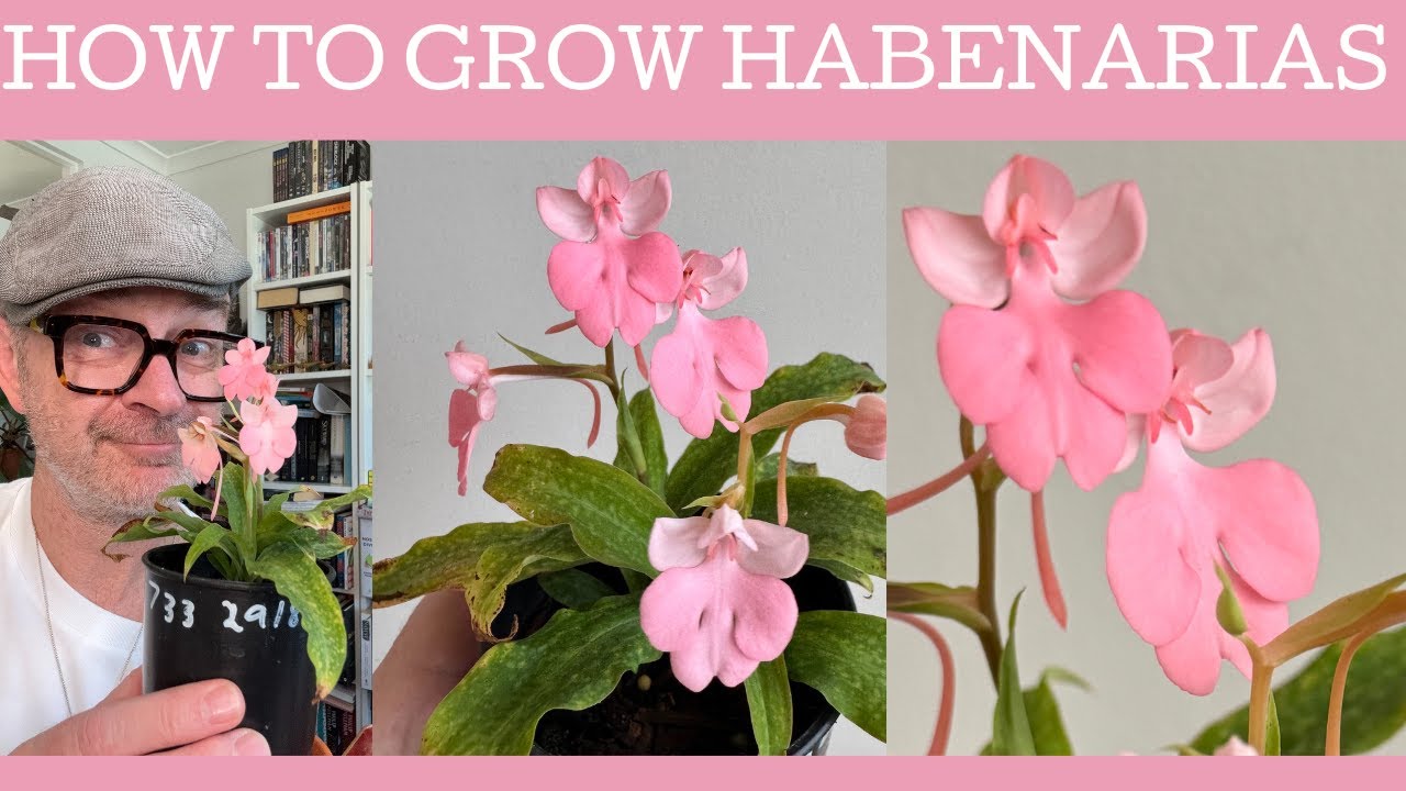 How to grow Habenarias!!